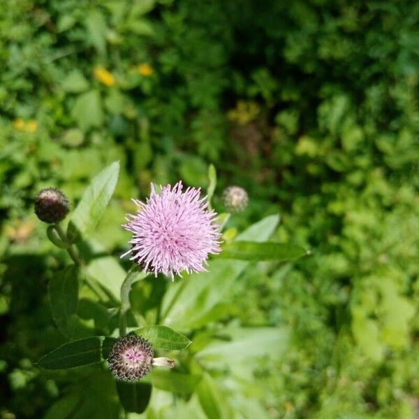 Cirsium arvense फूल