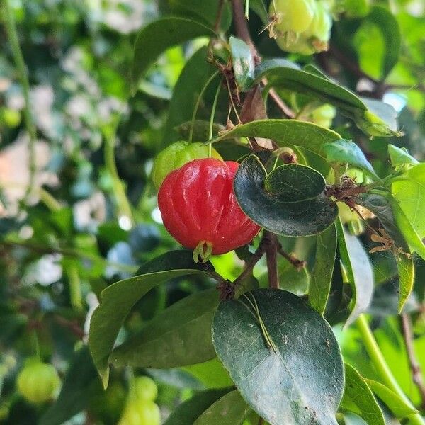 Eugenia uniflora Frukt