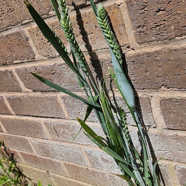 Triticum aestivum অভ্যাস