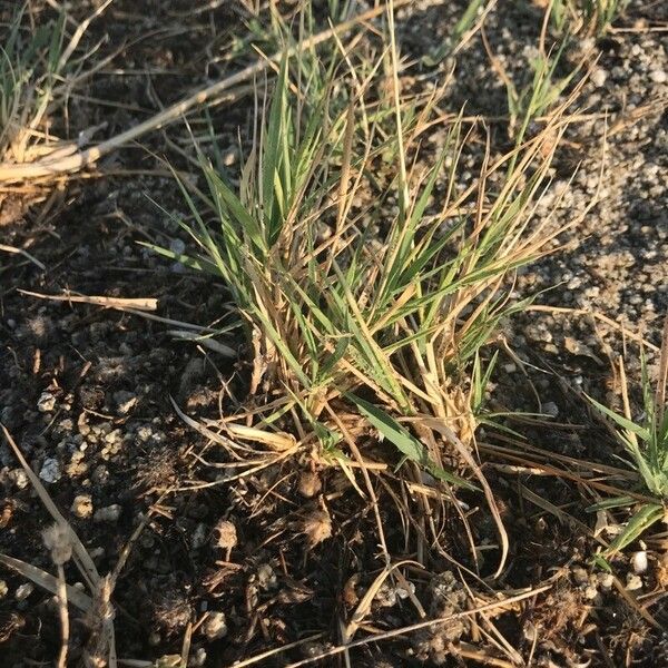 Distichlis spicata Blatt