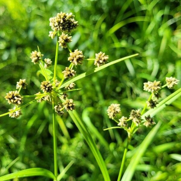 Scirpus atrovirens Liść