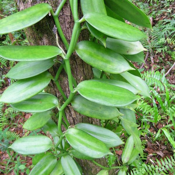 Vanilla planifolia Frunză