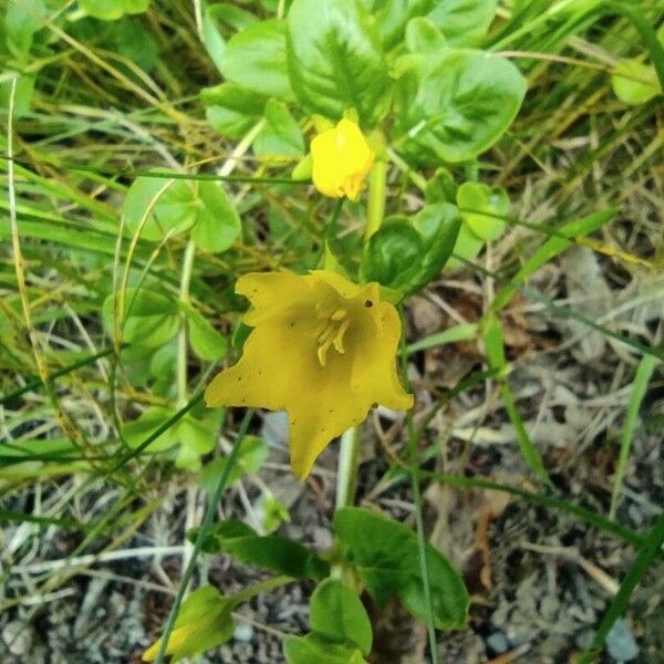 Lysimachia nummularia Kwiat