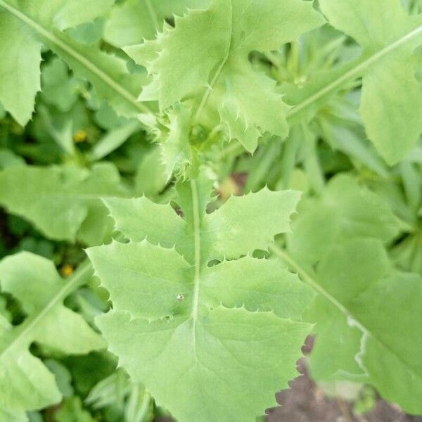 Sonchus oleraceus برگ