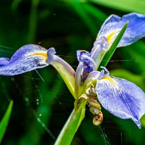 Iris virginica फूल