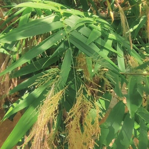 Thysanolaena latifolia Folla