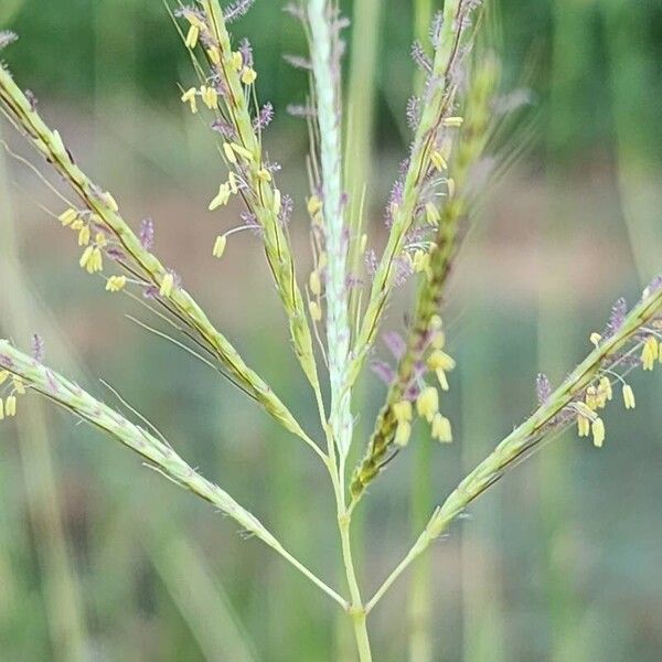 Dichanthium annulatum Flower