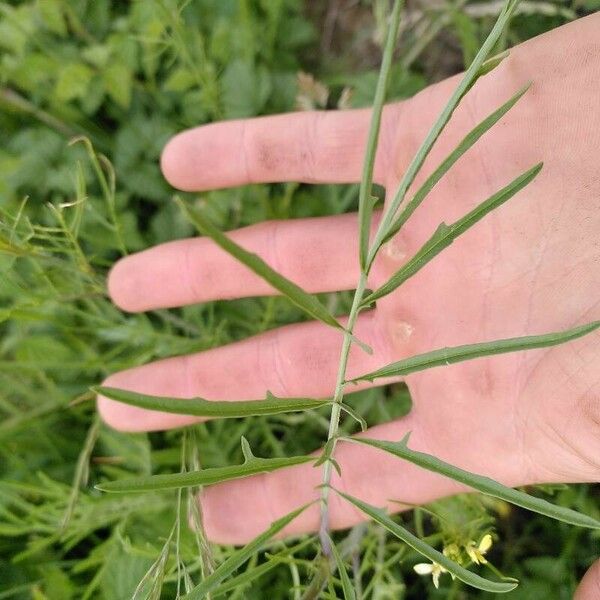 Sisymbrium altissimum 葉