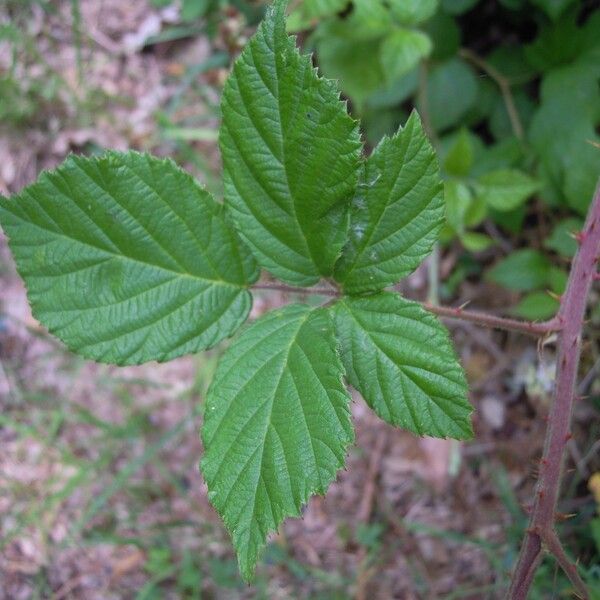 Rubus adscitus Fuelha