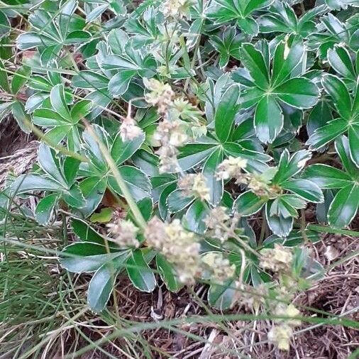 Alchemilla saxatilis Ďalší