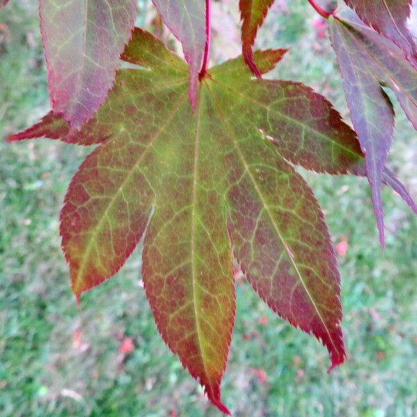 Acer palmatum Lapas