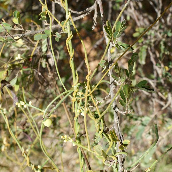 Cassytha filiformis Хабит