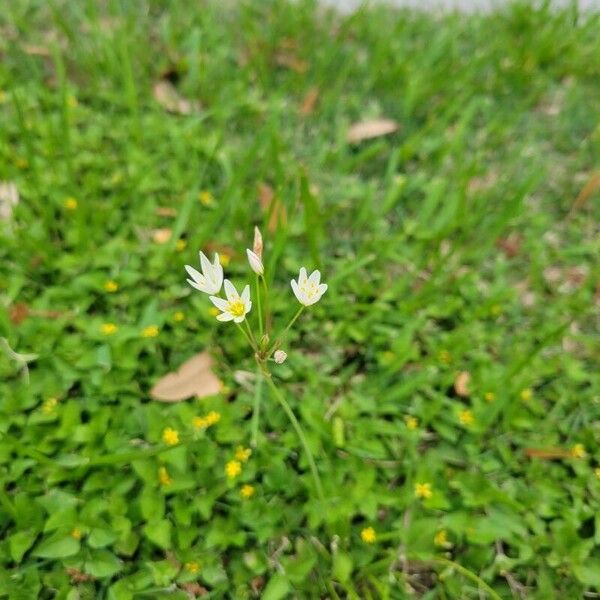 Nothoscordum bivalve Blomst