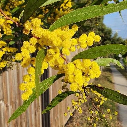 Acacia macradenia Virág