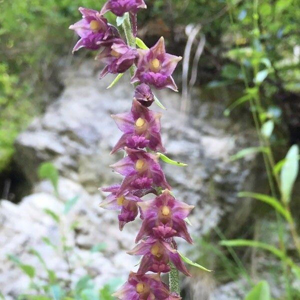 Epipactis atrorubens Kukka