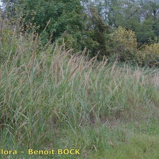 Arundo plinii Natur