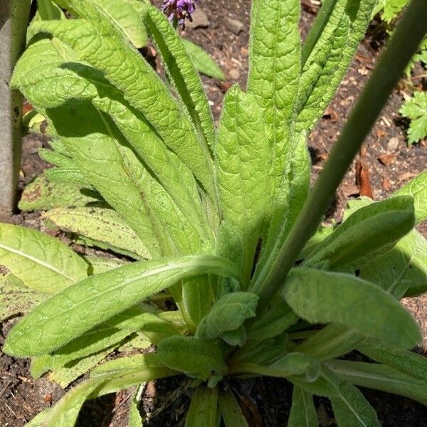 Primula vialii Blatt