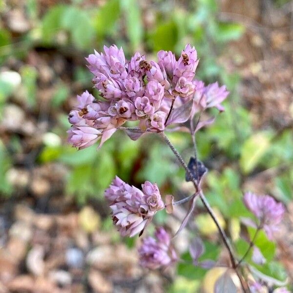 Origanum vulgare Žiedas