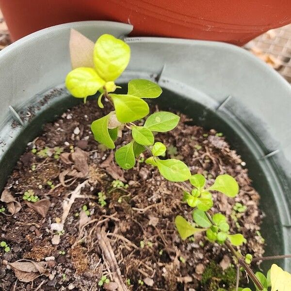 Barleria repens Характер