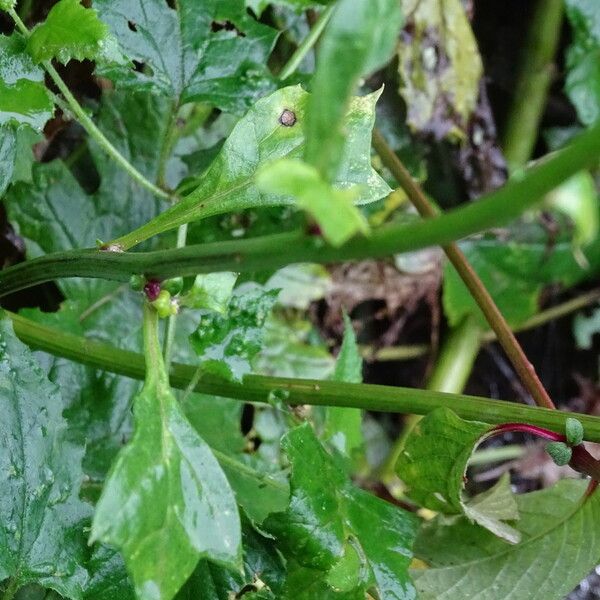 Senecio syringifolius Leaf