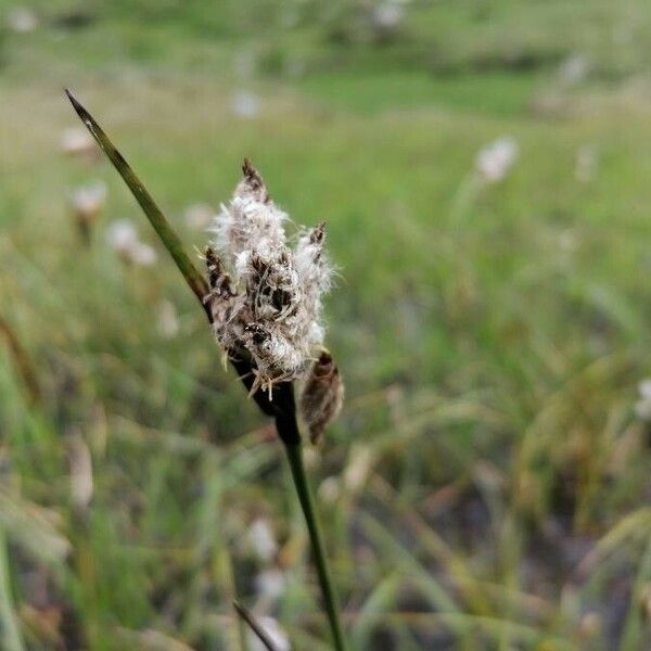 Eriophorum vaginatum Λουλούδι