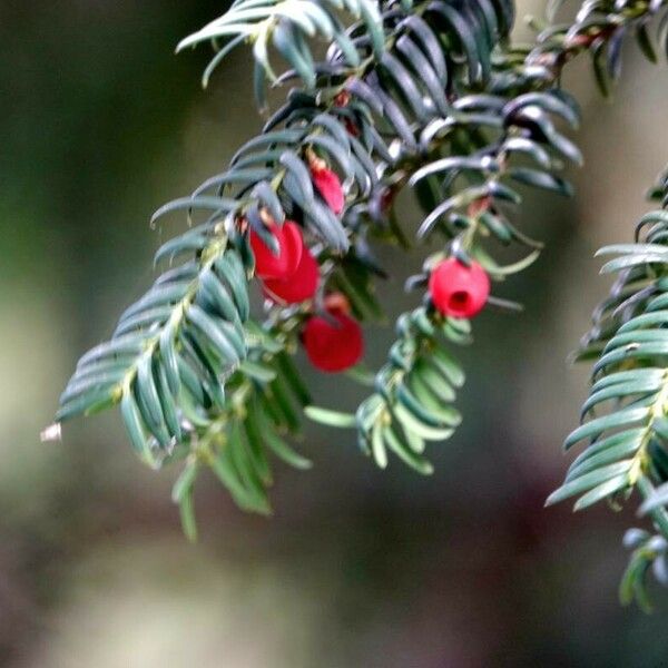 Taxus brevifolia Muu