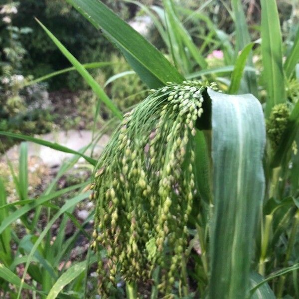 Panicum miliaceum Květ