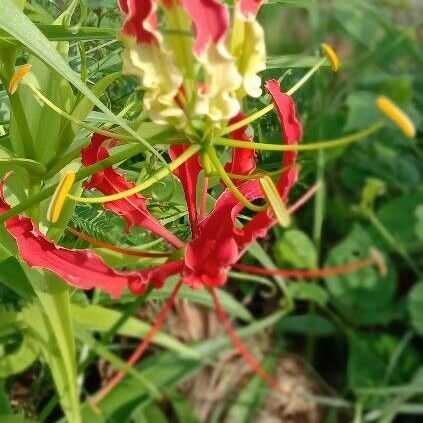 Gloriosa superba Foglia