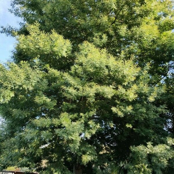 Acacia mearnsii Blad