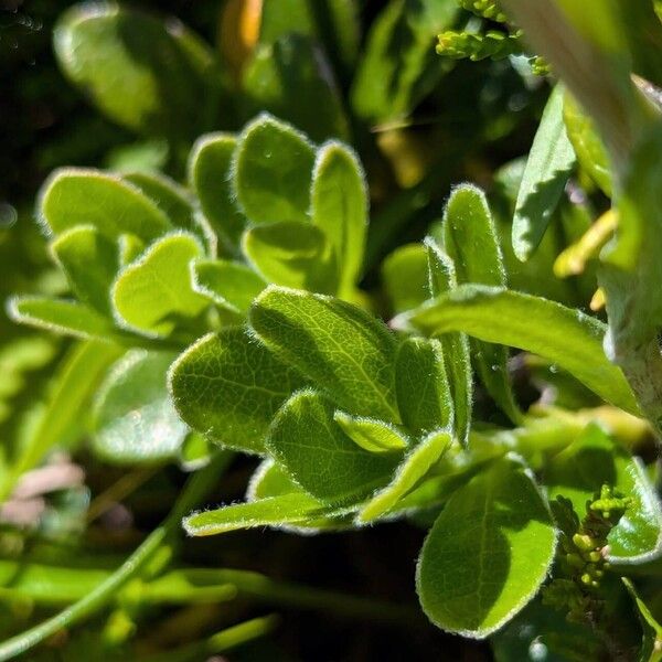 Arctostaphylos uva-ursi Φύλλο