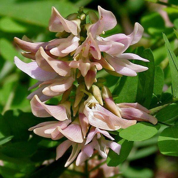 Abrus precatorius Flower