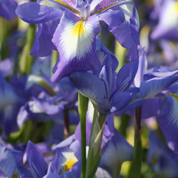 Iris cycloglossa Kvet