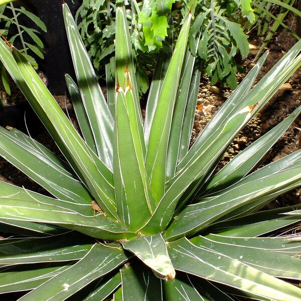 Agave victoriae-reginae ഇല