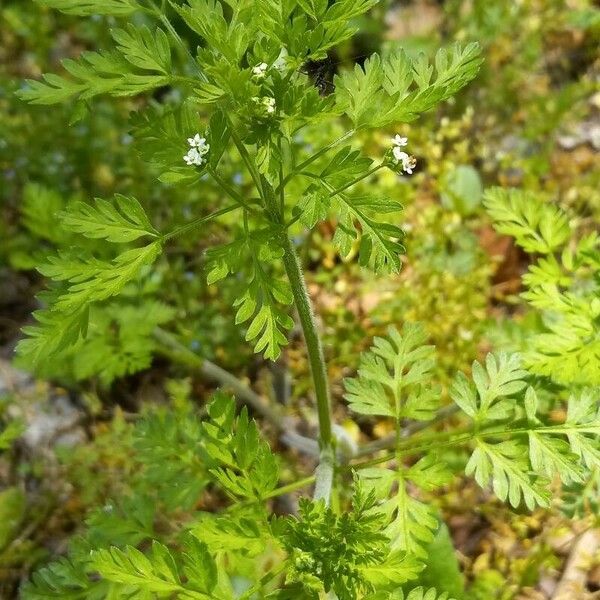 Chaerophyllum tainturieri Folio