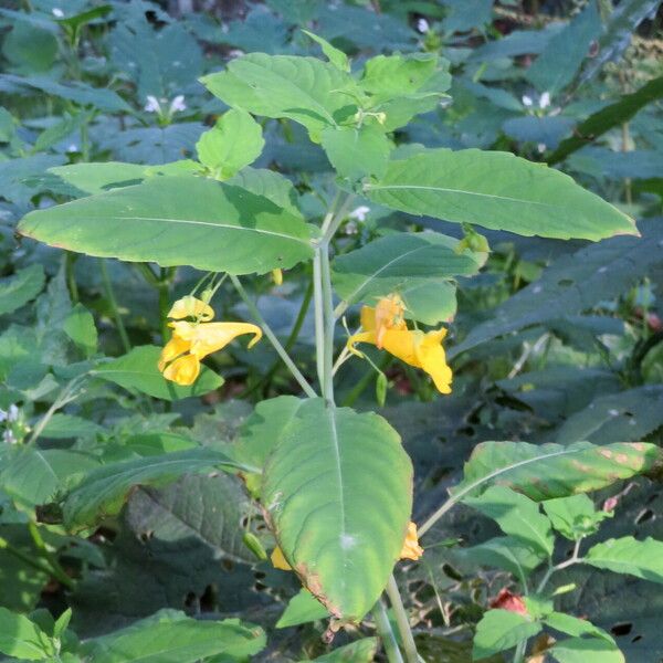 Impatiens noli-tangere Habit