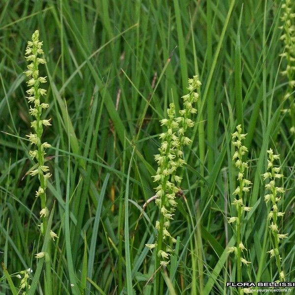 Herminium monorchis Habitat