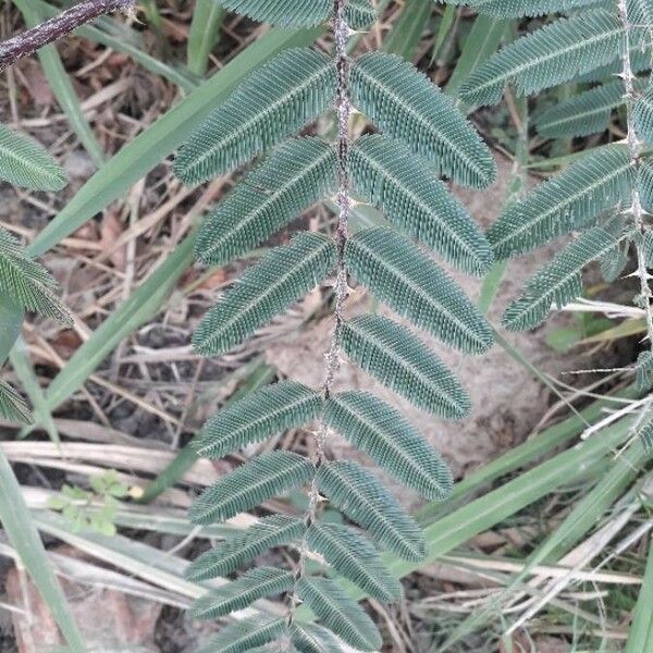 Mimosa pigra Hostoa