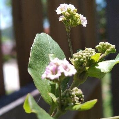 Boerhavia diffusa 花