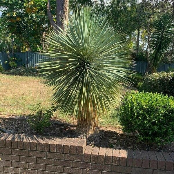 Yucca thompsoniana عادت