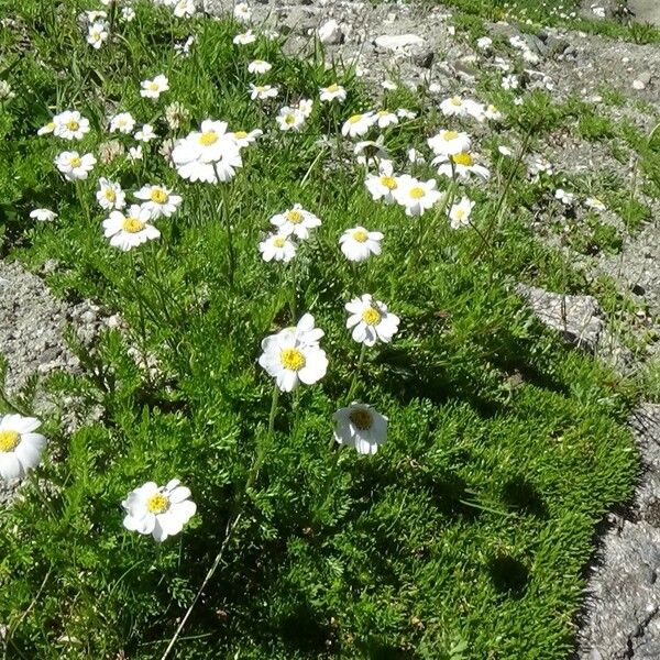 Achillea atrata Habit