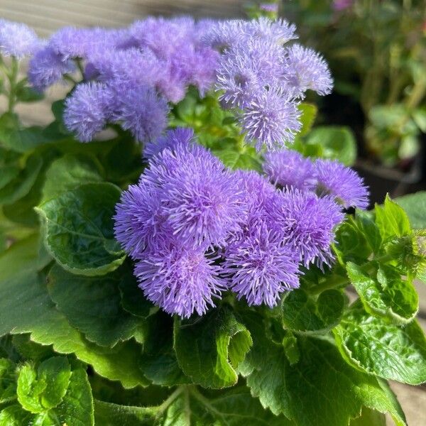 Ageratum houstonianum 花