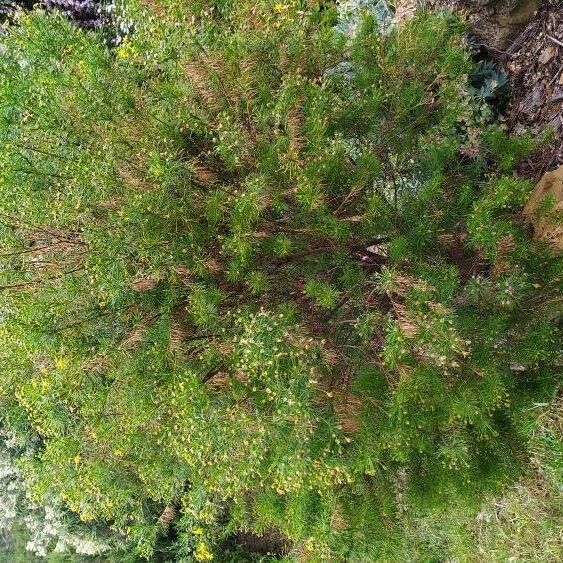 Coreopsis verticillata Elinympäristö