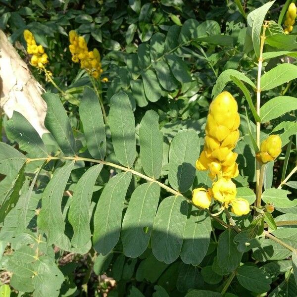 Senna alata Blüte