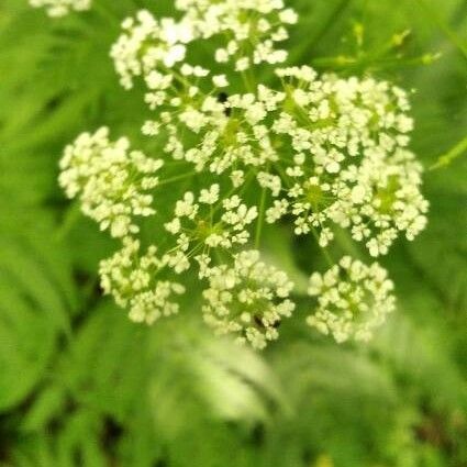 Chaerophyllum temulum പുഷ്പം