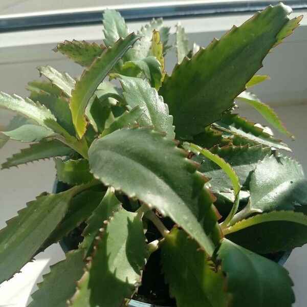 Kalanchoe daigremontiana Fulla