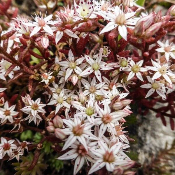 Sedum hispanicum Blüte