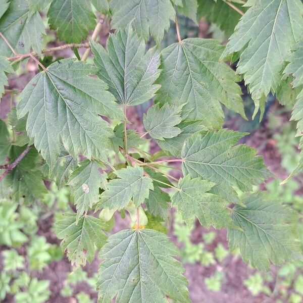 Acer tataricum Leaf