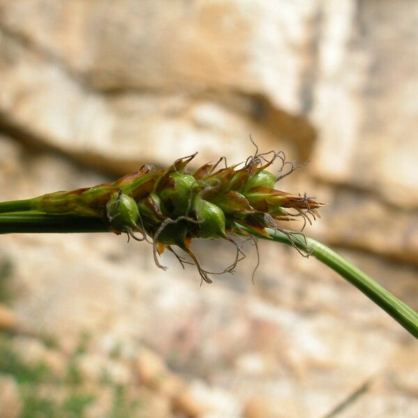 Carex brevicollis Φρούτο