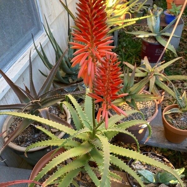 Aloe arborescens Кветка