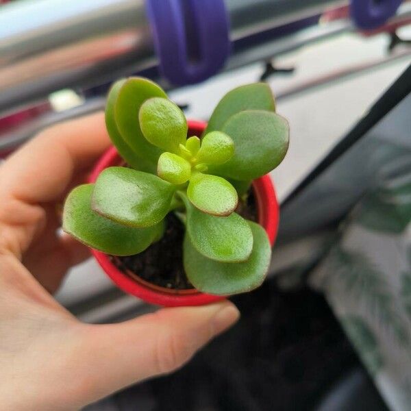 Crassula multicava Flower